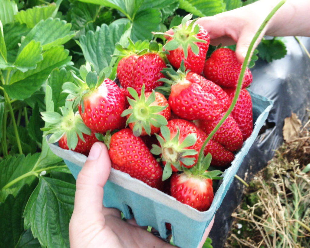 Pick your Own Strawberries Richardson's Farm & Market